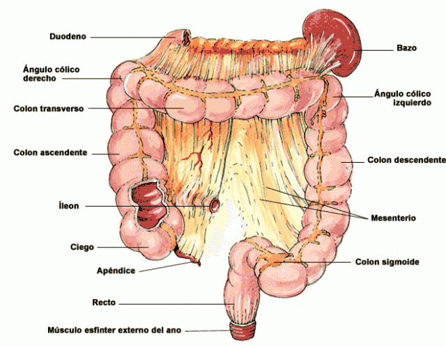 Síntomas de colitis isquémica